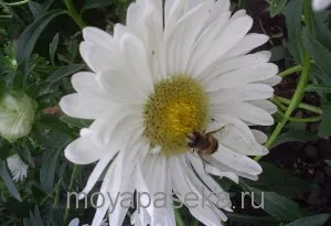 Apiterapia împotriva prostatita, The Pankratovich Apiary