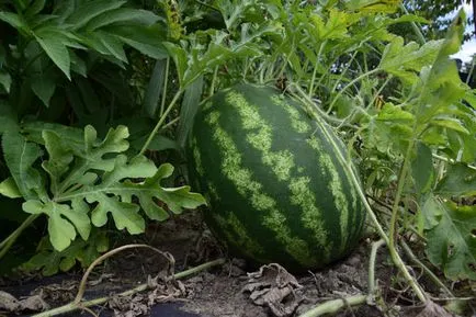 Pepene verde - plantare și îngrijire