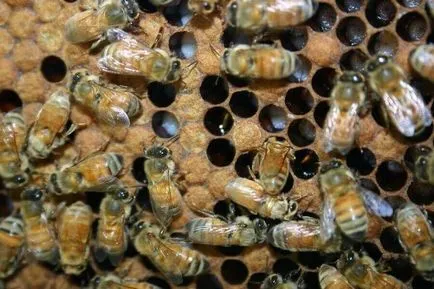 infecție de albine aspergiloză, simptome, medicamente