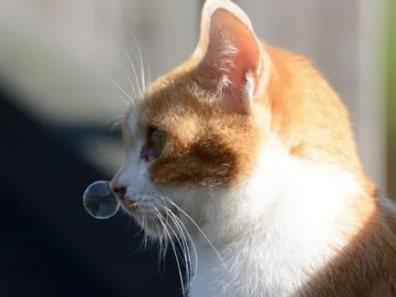 Aspergillosis - gombás fertőzés a melléküregek macskák és kutyák