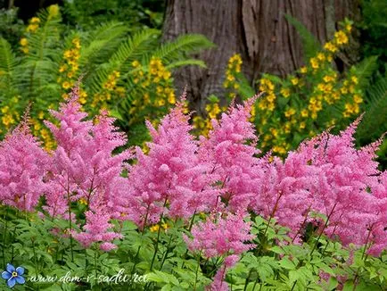 Astilbe - засаждане и грижи на открито място, красива къща и градина