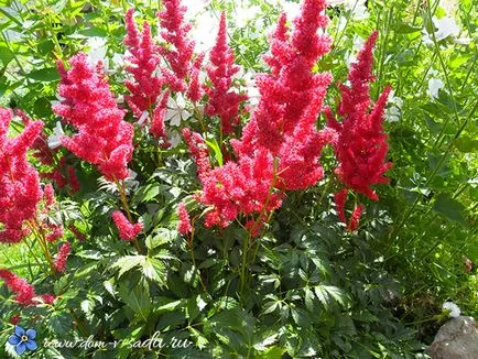 Astilbe - засаждане и грижи на открито място, красива къща и градина