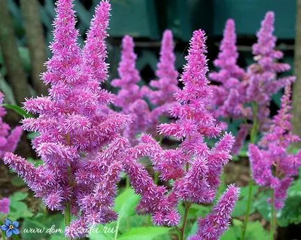 Astilbe - засаждане и грижи на открито място, красива къща и градина