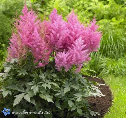 Astilbe - засаждане и грижи на открито място, красива къща и градина