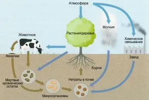 Бактериите обогатяване на почвата с азот