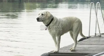 Asian Shepherd funkciók, fotók és ár