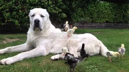 Asian Shepherd funkciók, fotók és ár