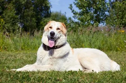 Asian Shepherd funkciók, fotók és ár