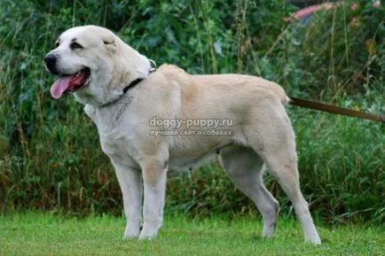 Asian Shepherd funkciók, fotók és ár