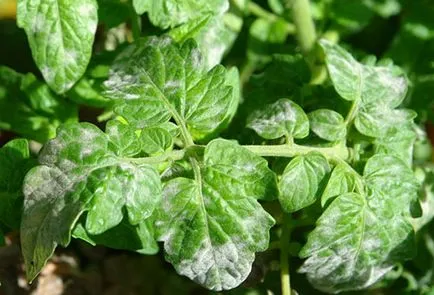 pete albe pe frunze de răsaduri de tomate cauze