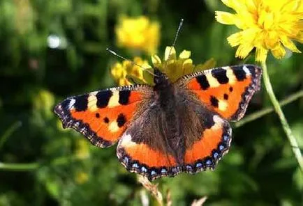 Butterfly urticaria descriere insecta raport mesaj informații Fotografii Video