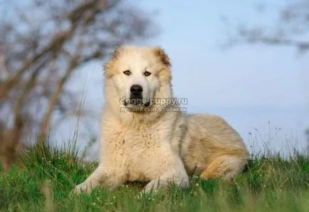 Asian Shepherd funkciók, fotók és ár