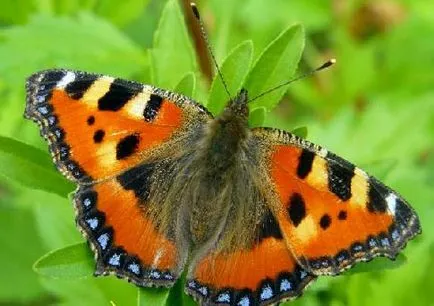 Butterfly urticaria descriere insecta raport mesaj informații Fotografii Video