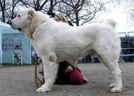 Asian Shepherd funkciók, fotók és ár