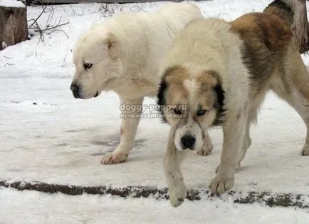 Азиатски овчарки характеристики, снимки и цена