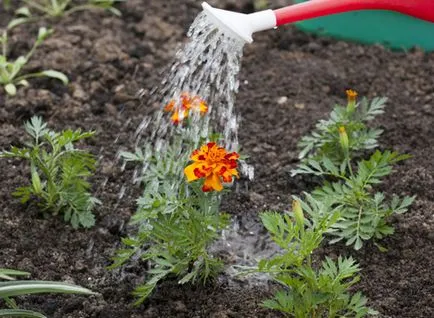 Tagetes ca îngrășământ