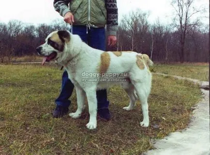 Asian Shepherd funkciók, fotók és ár