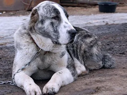 Asian Shepherd funkciók, fotók és ár