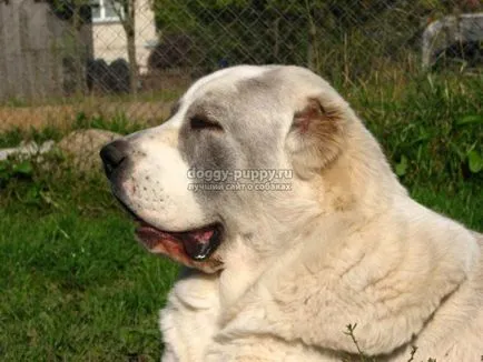 Asian Shepherd funkciók, fotók és ár