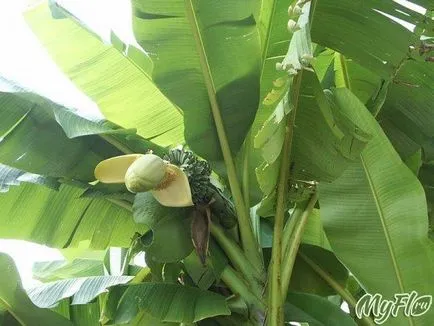 Бананови дървета на перваза на прозореца