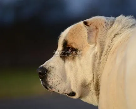 Asian Shepherd funkciók, fotók és ár