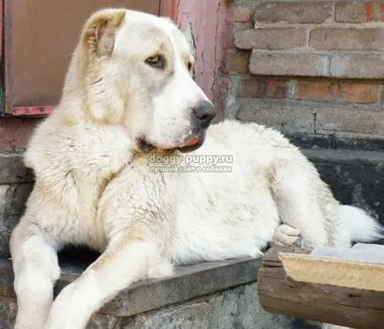 Asian Shepherd funkciók, fotók és ár