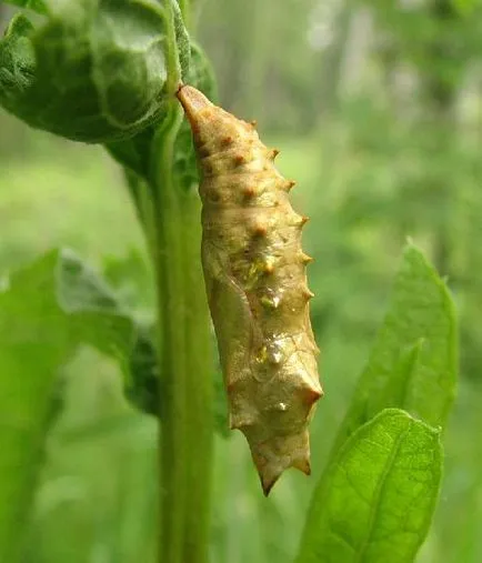 Butterfly urticaria descriere insecta raport mesaj informații Fotografii Video