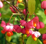 описание Euonymus със снимки, хабитус