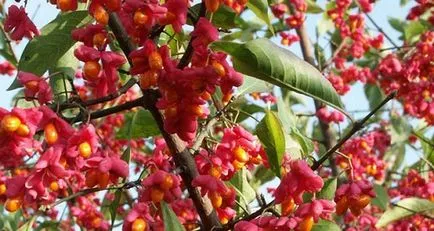 Европейската Euonymus - снимка в ландшафтния дизайн, описание и за засаждане и грижи инструкции, цена