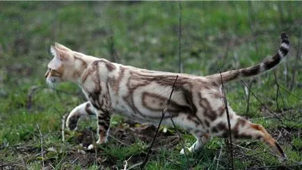 Törpe Bengáli macska - felis bengalensis