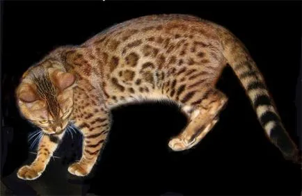 Pisica Bengal Dwarf - felis bengalensis