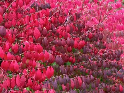 Euonymus că aceste fotografii și videoclipuri de plante