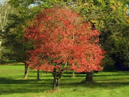 Европейската Euonymus - снимка в ландшафтния дизайн, описание и за засаждане и грижи инструкции, цена