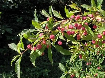 Европейската Euonymus - снимка в ландшафтния дизайн, описание и за засаждане и грижи инструкции, цена