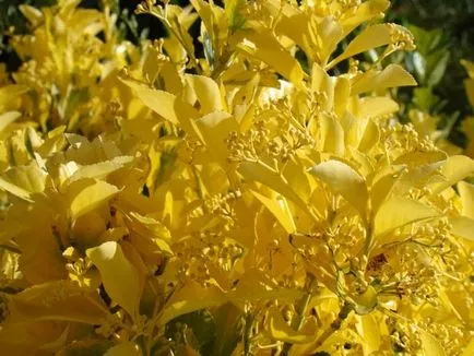 Euonymus, че това растение на снимки и видеоклипове