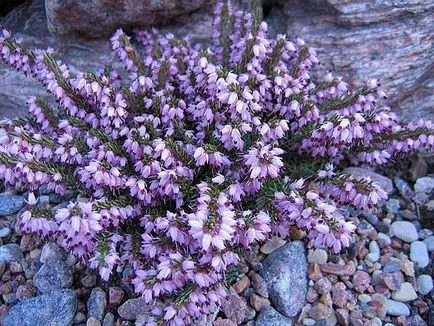 Европейската Euonymus - снимка в ландшафтния дизайн, описание и за засаждане и грижи инструкции, цена