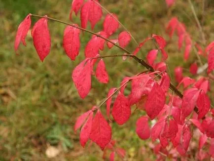 Euonymus hogy ez a növény fotók és videók