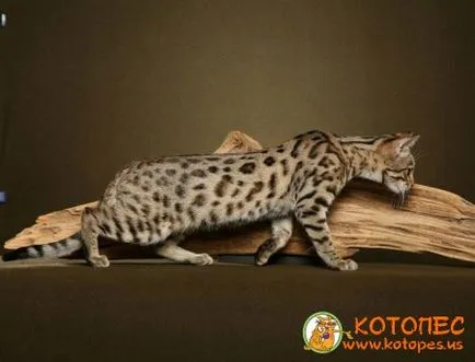 Pisica Bengal Dwarf - felis bengalensis