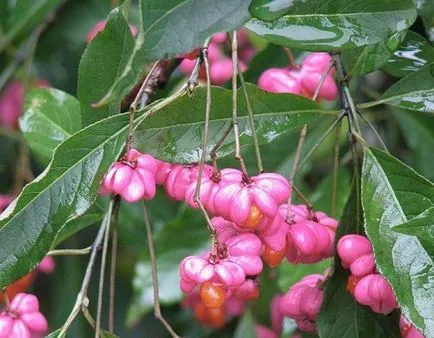 Европейската Euonymus - снимка в ландшафтния дизайн, описание и за засаждане и грижи инструкции, цена