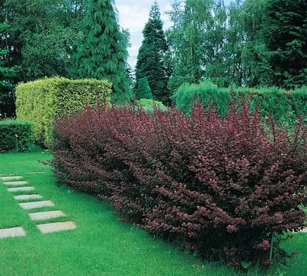 Европейската Euonymus - снимка в ландшафтния дизайн, описание и за засаждане и грижи инструкции, цена