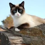 Bombay котенца къде да купите и да вземете подарък в добри ръце, детски ясли, описание и характер kotizm