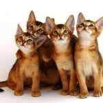 Bombay котенца къде да купите и да вземете подарък в добри ръце, детски ясли, описание и характер kotizm