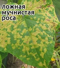 Заболявания на парникови краставици - блог за отглеждането на културата в страната