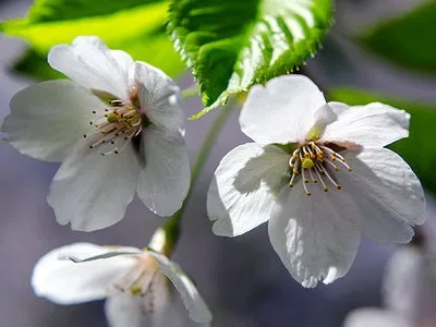 Combaterea greieri, un blog despre flora