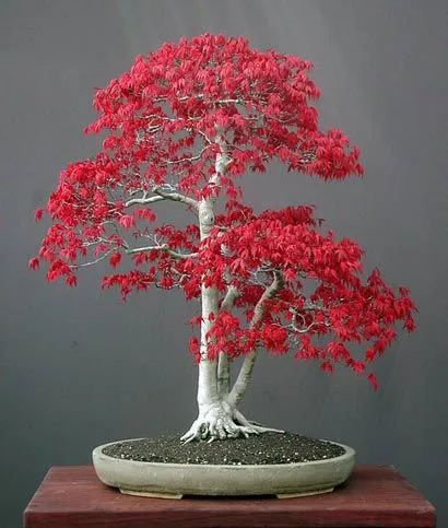 Bonsai juhar