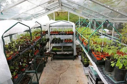 Betegség paradicsom üvegházban termesztés és a kezelés a paradicsom