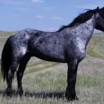 Roan színe a ló leírása és színes fotó, a lovak