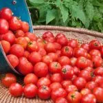 Колкото повече вода разсад от домати, за да растат здрави домати