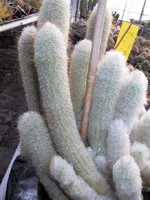 Cereus 