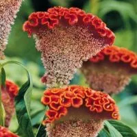 celosia cristata